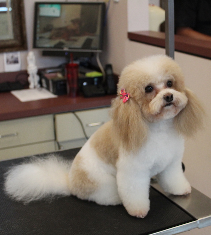 Dog Grooming in MD and VA