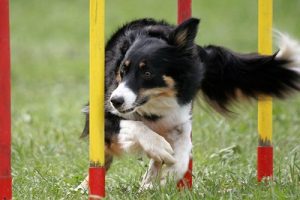 Dog Training Olde Towne Pet Resort