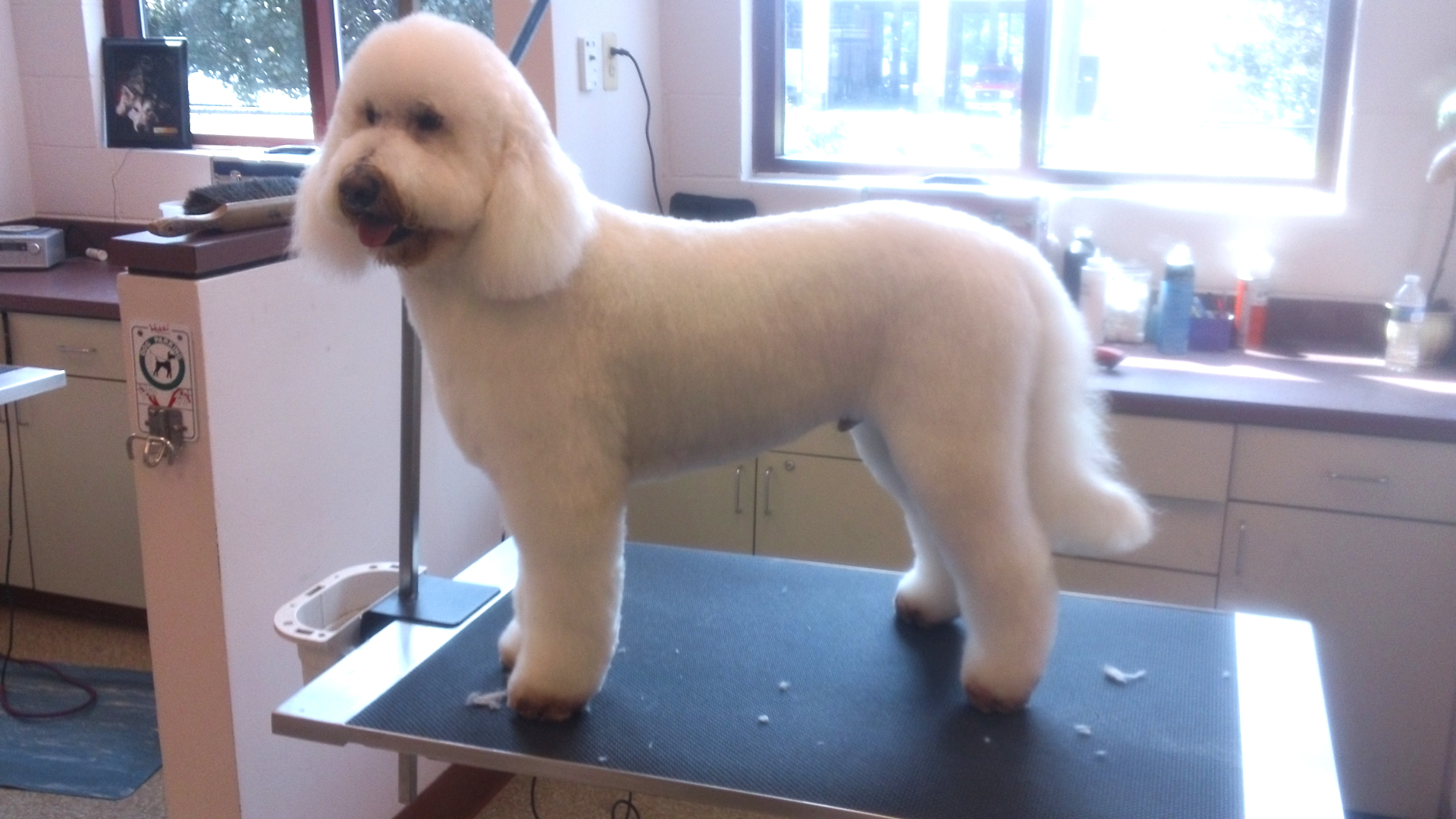 Dog Grooming in MD and VA