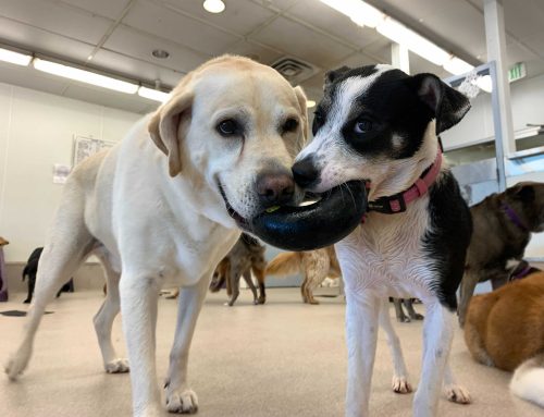 Dog Day Camp: A Tail-Wagging Experience