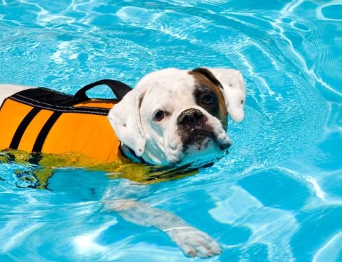 Let’s Dive In: The Benefits Of A Doggie Swim